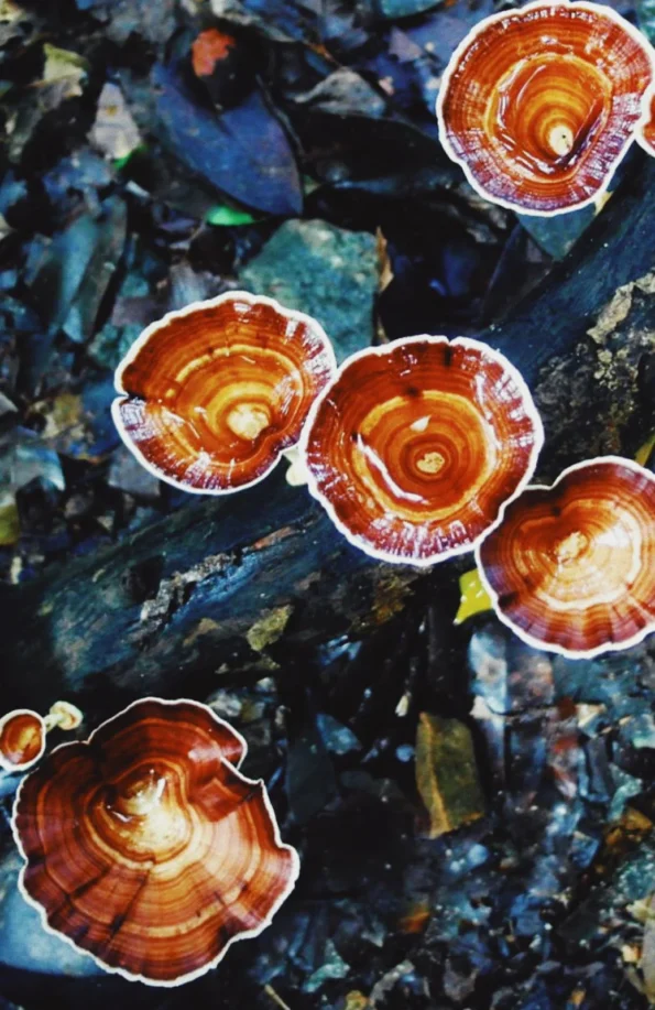 Reishi